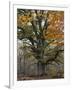 Oak in the Urwald Sababurg, Reinhardswald, Hessia, Germany-Michael Jaeschke-Framed Photographic Print