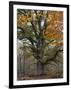 Oak in the Urwald Sababurg, Reinhardswald, Hessia, Germany-Michael Jaeschke-Framed Photographic Print