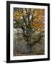 Oak in the Urwald Sababurg, Reinhardswald, Hessia, Germany-Michael Jaeschke-Framed Photographic Print