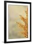 Oak Leaf I-Kathy Mahan-Framed Photographic Print