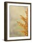 Oak Leaf I-Kathy Mahan-Framed Photographic Print