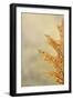 Oak Leaf I-Kathy Mahan-Framed Photographic Print