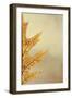 Oak Leaf II-Kathy Mahan-Framed Photographic Print