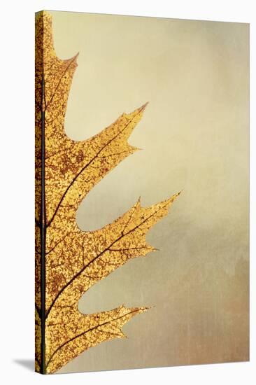 Oak Leaf II-Kathy Mahan-Stretched Canvas