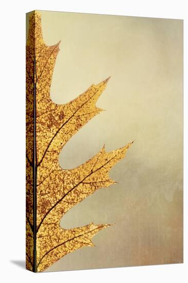 Oak Leaf II-Kathy Mahan-Stretched Canvas