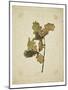Oak leaf, many with stems on yellowed paper, beige-Axel Killian-Mounted Photographic Print