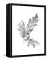 Oak Leaf Pencil Sketch I-Emma Caroline-Framed Stretched Canvas