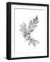 Oak Leaf Pencil Sketch I-Emma Caroline-Framed Art Print