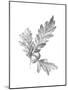 Oak Leaf Pencil Sketch I-Emma Caroline-Mounted Art Print