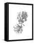 Oak Leaf Pencil Sketch II-Emma Caroline-Framed Stretched Canvas