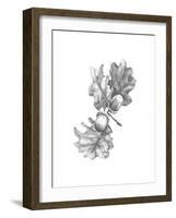 Oak Leaf Pencil Sketch II-Emma Caroline-Framed Art Print