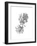 Oak Leaf Pencil Sketch II-Emma Caroline-Framed Art Print