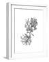 Oak Leaf Pencil Sketch II-Emma Caroline-Framed Art Print