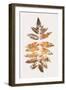 Oak Leaf Print  Gold-Kubistika-Framed Giclee Print