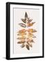 Oak Leaf Print  Gold-Kubistika-Framed Giclee Print