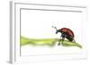 Oak Leaf Roller Beetle (Attelabus Nitens) Rolling Leaf, Gohrde, Germany, May. (Sequence 1-7)-Solvin Zankl-Framed Photographic Print