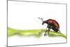 Oak Leaf Roller Beetle (Attelabus Nitens) Rolling Leaf, Gohrde, Germany, May. (Sequence 1-7)-Solvin Zankl-Mounted Photographic Print