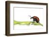 Oak Leaf Roller Beetle (Attelabus Nitens) Rolling Leaf, Gohrde, Germany, May. (Sequence 1-7)-Solvin Zankl-Framed Photographic Print