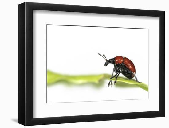 Oak Leaf Roller Beetle (Attelabus Nitens) Rolling Leaf, Gohrde, Germany, May. (Sequence 1-7)-Solvin Zankl-Framed Photographic Print