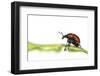 Oak Leaf Roller Beetle (Attelabus Nitens) Rolling Leaf, Gohrde, Germany, May. (Sequence 1-7)-Solvin Zankl-Framed Photographic Print