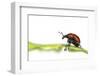 Oak Leaf Roller Beetle (Attelabus Nitens) Rolling Leaf, Gohrde, Germany, May. (Sequence 1-7)-Solvin Zankl-Framed Photographic Print