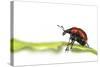 Oak Leaf Roller Beetle (Attelabus Nitens) Rolling Leaf, Gohrde, Germany, May. (Sequence 1-7)-Solvin Zankl-Stretched Canvas