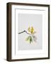 Oak Leaves, 2001-Rebecca John-Framed Giclee Print