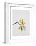 Oak Leaves, 2001-Rebecca John-Framed Giclee Print