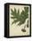 Oak Leaves and Acorns II-John Torrey-Framed Stretched Canvas