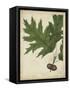 Oak Leaves and Acorns II-John Torrey-Framed Stretched Canvas