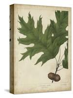 Oak Leaves and Acorns II-John Torrey-Stretched Canvas