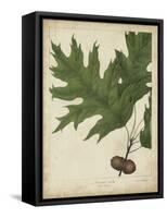 Oak Leaves and Acorns II-John Torrey-Framed Stretched Canvas