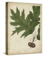 Oak Leaves and Acorns II-John Torrey-Stretched Canvas