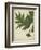 Oak Leaves and Acorns II-John Torrey-Framed Art Print