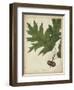 Oak Leaves and Acorns II-John Torrey-Framed Art Print