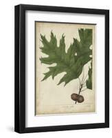 Oak Leaves and Acorns II-John Torrey-Framed Art Print