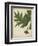 Oak Leaves and Acorns II-John Torrey-Framed Art Print