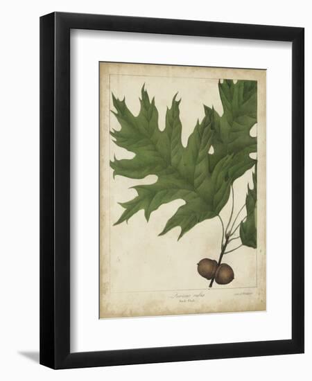 Oak Leaves and Acorns II-John Torrey-Framed Art Print