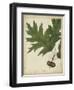 Oak Leaves and Acorns II-John Torrey-Framed Art Print