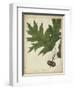 Oak Leaves and Acorns II-John Torrey-Framed Art Print