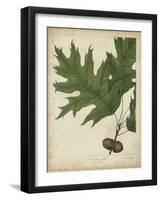 Oak Leaves and Acorns II-John Torrey-Framed Art Print