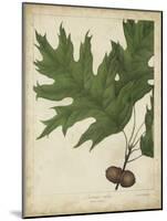 Oak Leaves and Acorns II-John Torrey-Mounted Art Print