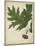 Oak Leaves and Acorns II-John Torrey-Mounted Art Print