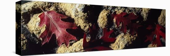 Oak Leaves on Rocks-null-Stretched Canvas