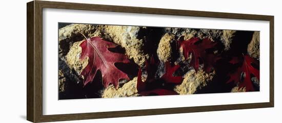 Oak Leaves on Rocks-null-Framed Photographic Print