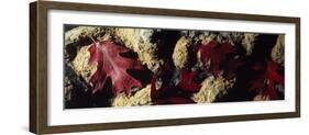 Oak Leaves on Rocks-null-Framed Photographic Print