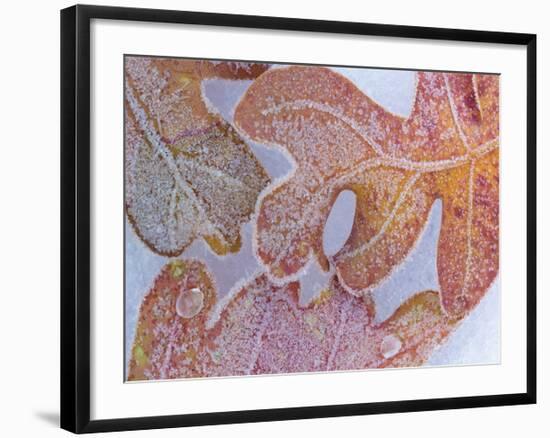 Oak Leaves Rimmed in Frost I-Don Paulson-Framed Giclee Print