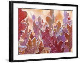 Oak Leaves Rimmed in Frost II-Don Paulson-Framed Giclee Print