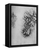 'Oak-Leaves with Acorns and Dyer's Greenweed', c1480 (1945)-Leonardo Da Vinci-Framed Stretched Canvas