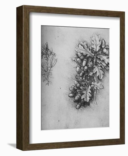 'Oak-Leaves with Acorns and Dyer's Greenweed', c1480 (1945)-Leonardo Da Vinci-Framed Giclee Print